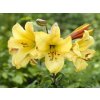 Lilie 'Golden Splendour'