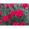 Hvozd�k karafi�t Mountain Frost Collection �Red Garden�