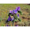 echium