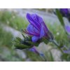 echium vulgare2