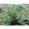 echium