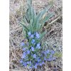 111627 hadinec obecny echium vulgare
