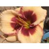 111657 2 denivka blueberry candy hemerocallis blueberry candy