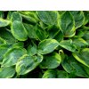 Bohy�ka �Tokudama Flavocircinalis�