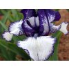 Kosatec německý 'Rare Edition' - Iris germanica 'Rare Edition'