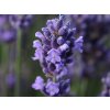 Levandule úzkolistá 'SuperBlue' - Lavandula angustifolia 'SuperBlue'
