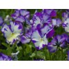 Viola odorata 'Rebecca Cawthorne' (2)