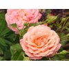 peach melba