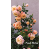 111951 5 8163748ce3eea043