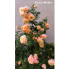 111951 6 17c9485a3de1a46e
