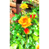 111951 111951 ababc4fff1d3e18d