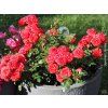 112137 3 27 b