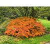 Acer palmatum dissectum