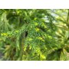 Cryptomeria japonica 'Barabits Gold' (2)