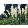 Pampová tráva  'Sunningdale Silver' - Cortaderia selloana 'Sunningdale Silver'
