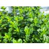 thymus lemon (2)