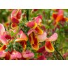 Cytisus Maria Brukwood