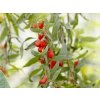 barbarum