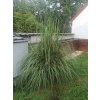 Pampov� tr�va 'Evita' - Cortaderia selloana 'Evita' (Balen� kontejner C6,5, Tvar v��ka 150/+cm)