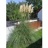 Pampov� tr�va 'Evita' - Cortaderia selloana 'Evita' (Balen� kontejner C6,5, Tvar v��ka 150/+cm)