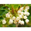Enkianthus Prettycoat