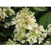 Hydrangea paniculata Pandria (2)