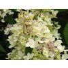 Hydrangea paniculata Pandria (1)