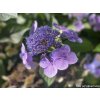 114167 1 hortenzie pilovita magic seduction annie s blue