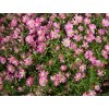 gypsy pink
