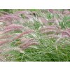 Dochan 'Karley Rose' - Pennisetum orientale 'Karley Rose'