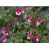 Salvia greggii