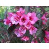 purpureis