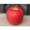Jabloň 'Sissi Red'