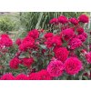 Růže 'Bordeaux®'  Rosa 'Bordeaux®'