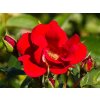 Rosa Matador (1)