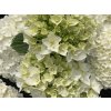 hydrangea macrophylla florencia h220912 (4) 2005 p