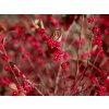 berry