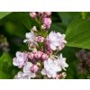 Syringa Michel Buchner (2)