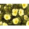 primrose