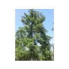 Modřín japonský  Larix kaempferi