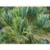 Pinus parviflora 'Glauca' (1)