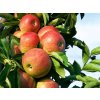Jabloň sloupovitá 'Starcats' - kontejner