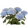 L2A7666 3162 04 21 Hi Mountain Geblauwd WEB2 980 980