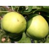 Jabloň 'Citronové zimní'