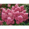 Hortenzie latnatá 'Petite Flori'