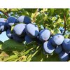 Švestka 'Azura®'