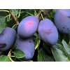 Švestka 'Franzi®'