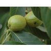 ovata3