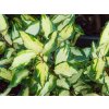 Elaeagnus Maryline (1)