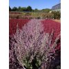 Calluna vulgaris Maggy (2)